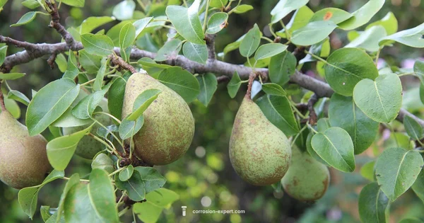 Pear Rust Protection - Corrosion Expert