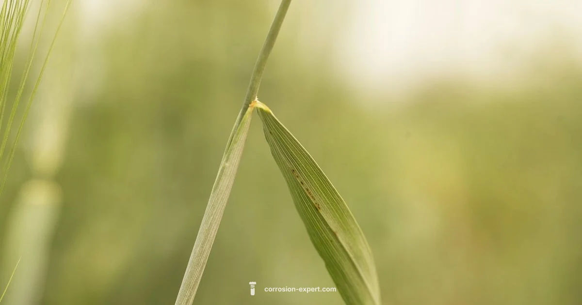 Plant Rust Overview - Corrosion Expert