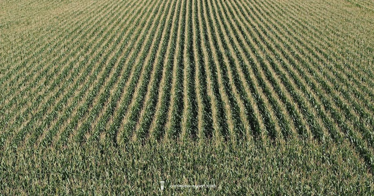 Corn Rust Guide - Corrosion Expert