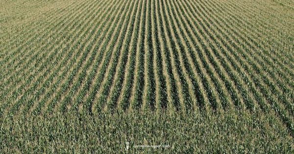 Corn Rust Guide - Corrosion Expert