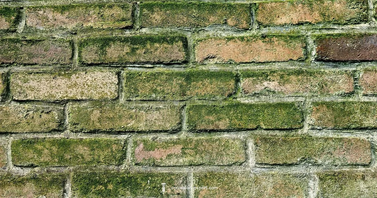 Rust and Mold Rust and Mold - Corrosion Expert